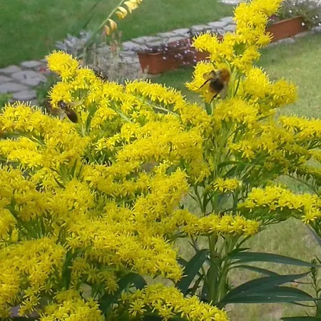 Nad Jeziorem アパート Klepnica