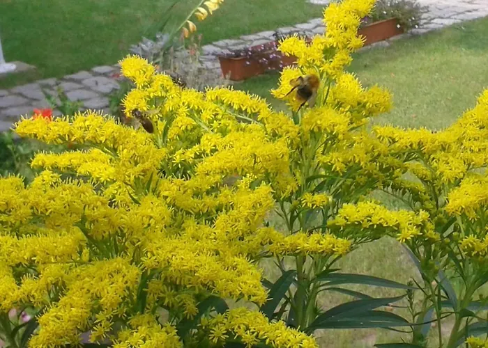 Nad Jeziorem Apartment Klepnica